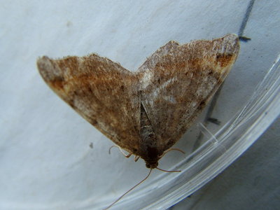 Tawny-barred Angle